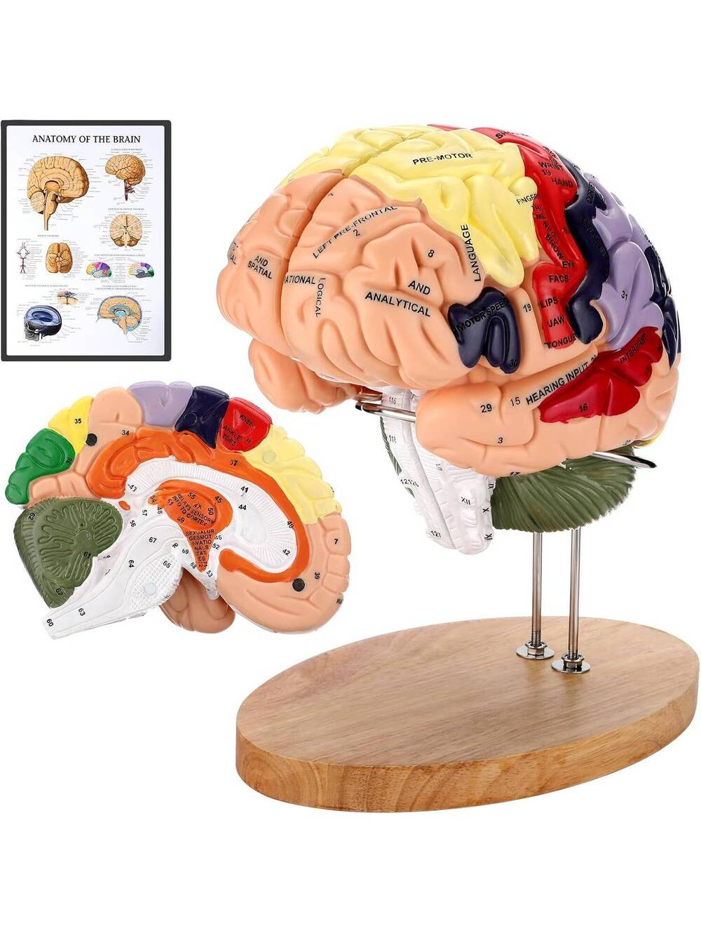 Human Brain Model - 2X Life Size, 4-Part Magnetic Detachable Anatomy, 131 Labels